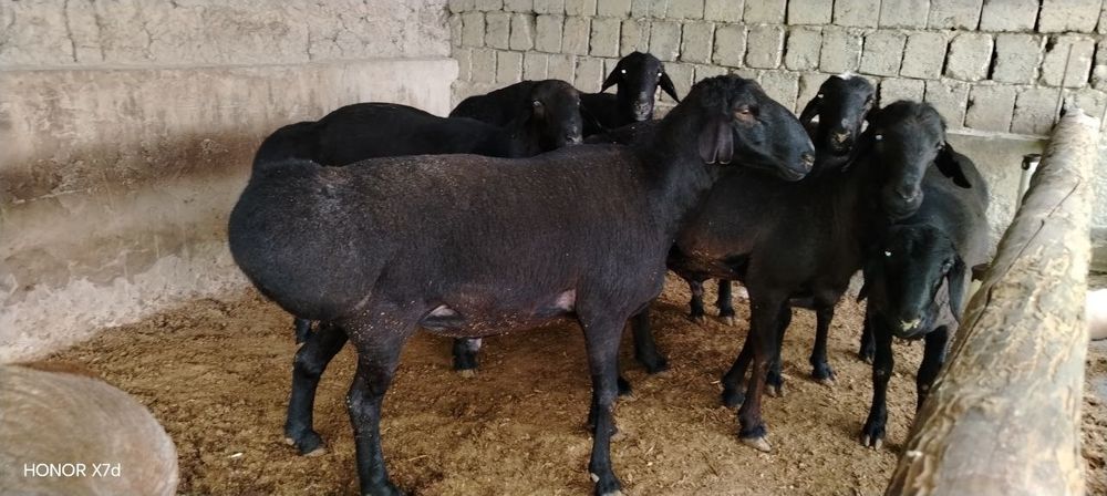 Qoʻchqarla sotiladi zodga