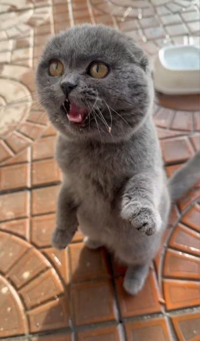 Котик , кошка скоттиш шотландский