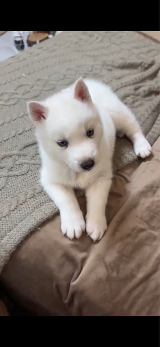 Хаски блондин мальчик