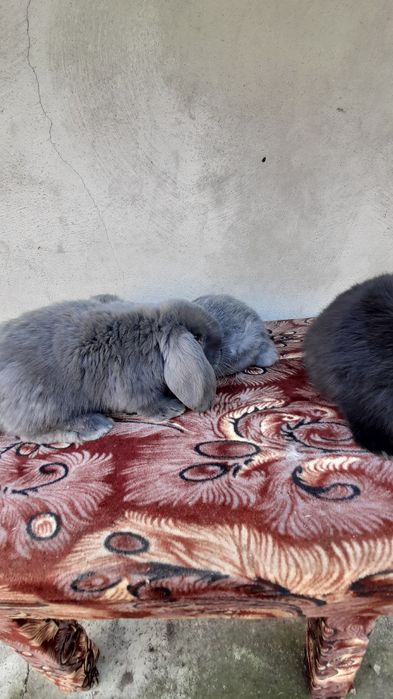 Vând pui iepuri berbec german