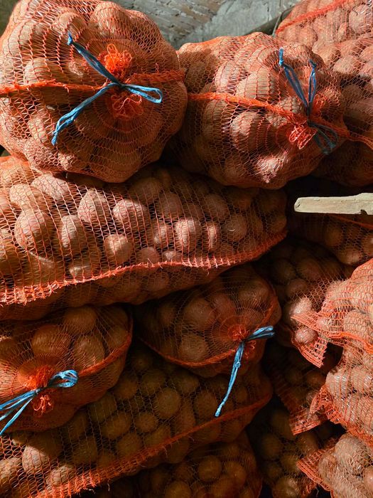 Cartofi de consum alb și roșu sortat recent