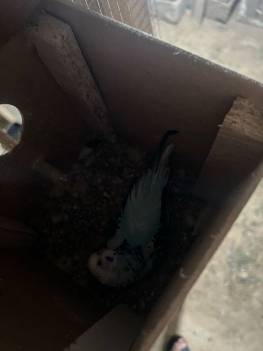 Toti valnisti sotiladi