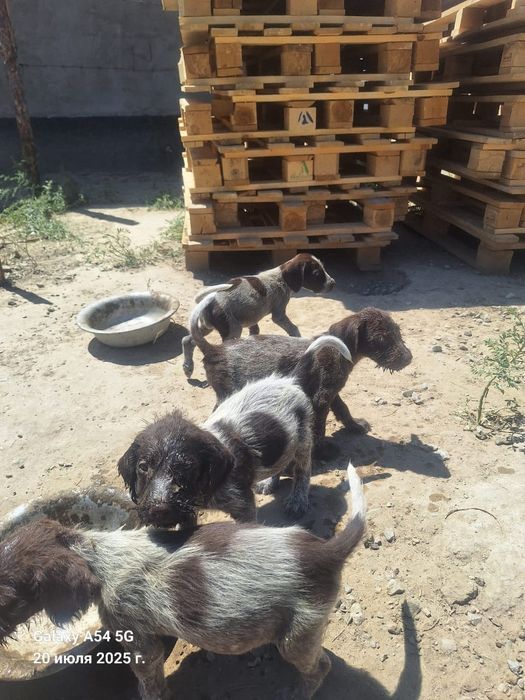 Кушик сатылады Дратхар кушиктери