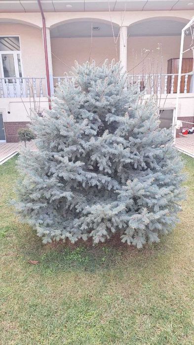 Арча сотилади     .