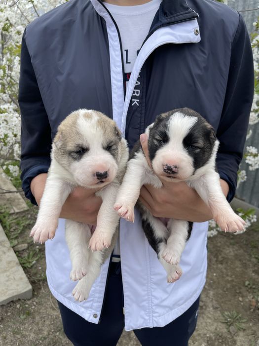 Продаются щенки алабая, сао