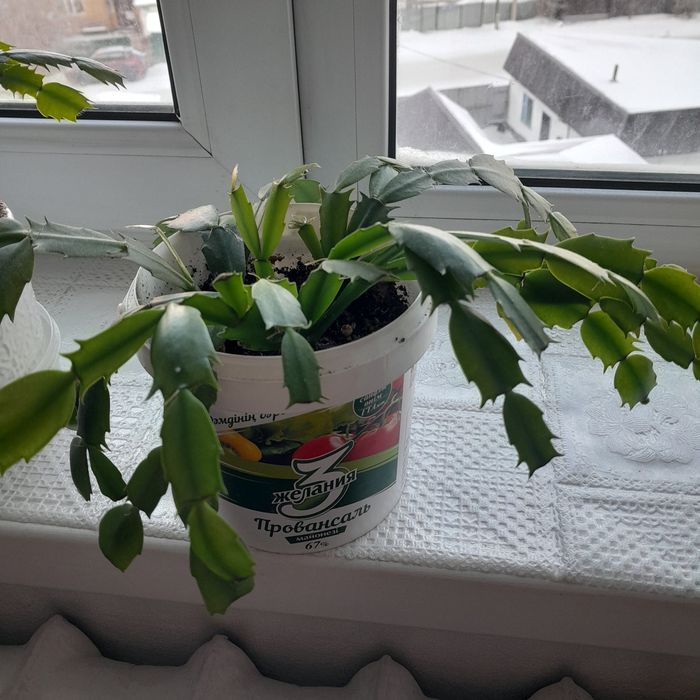 Декабрист красный