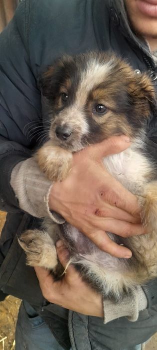 Щенки мальчики и девочки медвежата