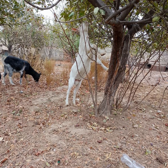 Орыс ешкылер сатылады