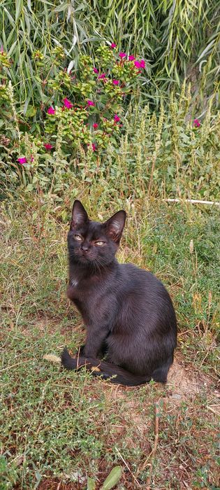 Donez pui pisica neagra
