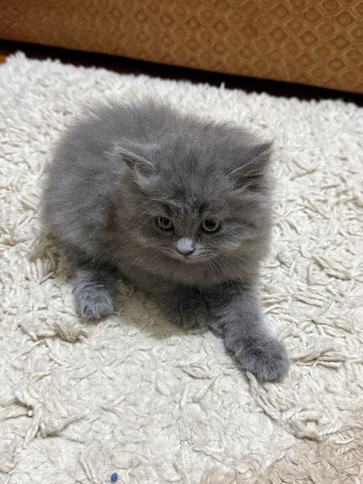 Котята породистые