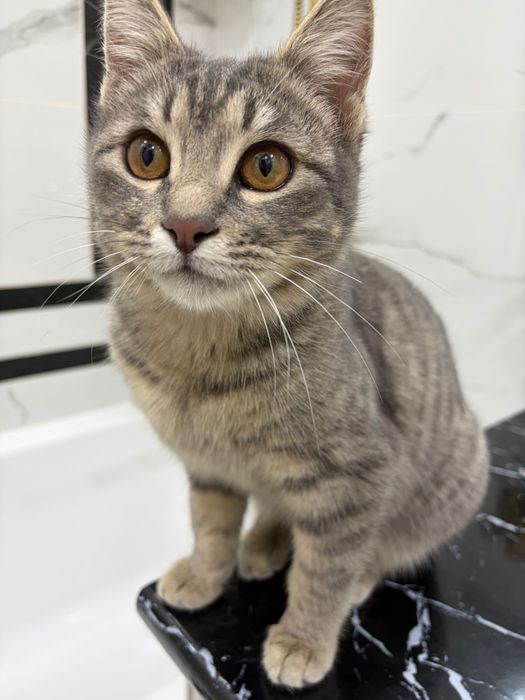 Кошечка ищет дом, отдам даром!