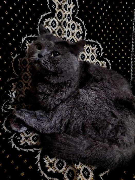 Картезианский мушук сотилади срочно !!!