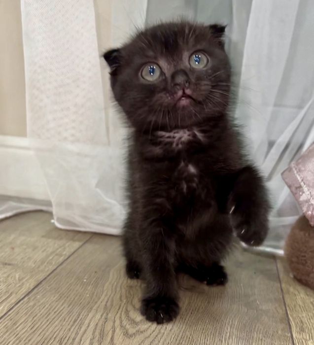 Вислоухая девочка