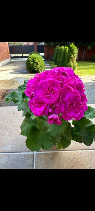 Продам сортовые пеларгонии