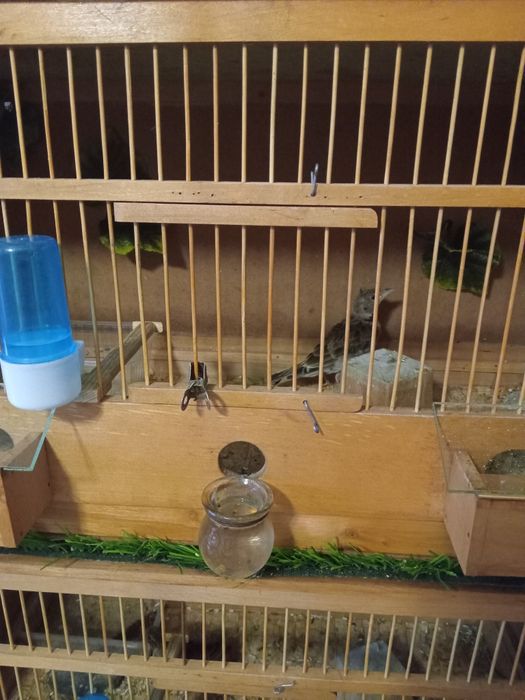 Певчая птица ЖАВОРОНОК.