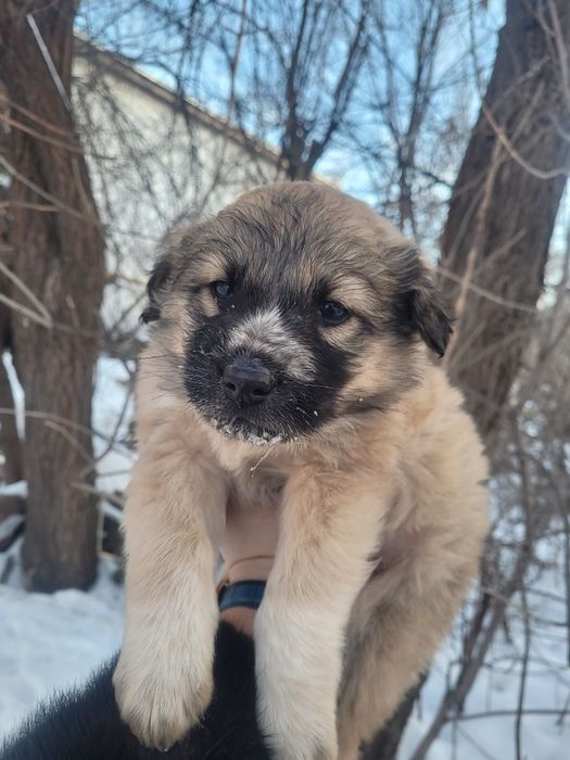 Срочно мальчики ищят дом