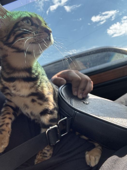 Котенок 4 месяца