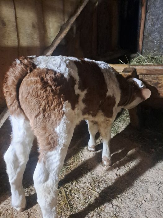 Sugari băltată si angus.