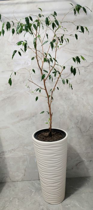 Фикус Бенджамина 150см