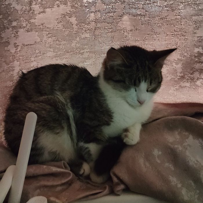 Отдам кошку даром