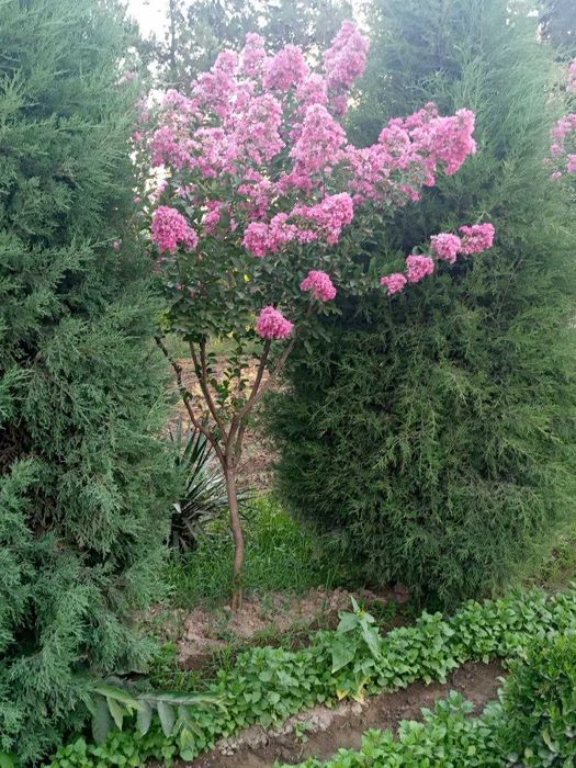 Индийский серен гуллари