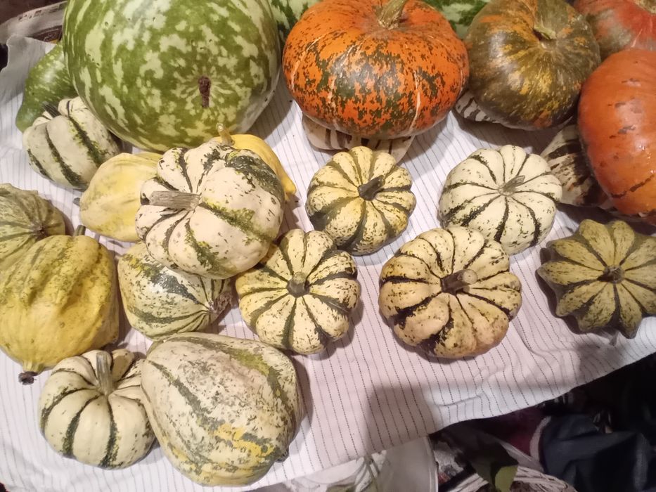 Декоративни тикви