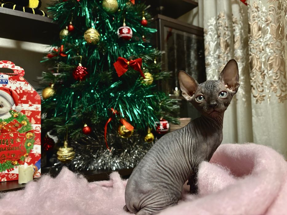 Продам котят канадского сфинкса