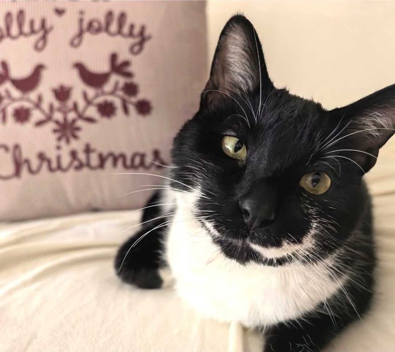 Коте Мърр търси дом