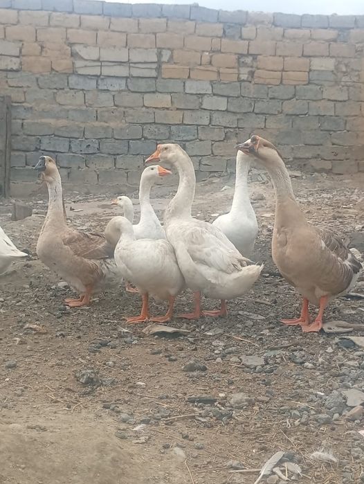 Срочно продам гусей 10штук