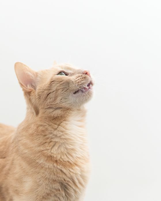 Кроткият Сид търси дом, кастриран