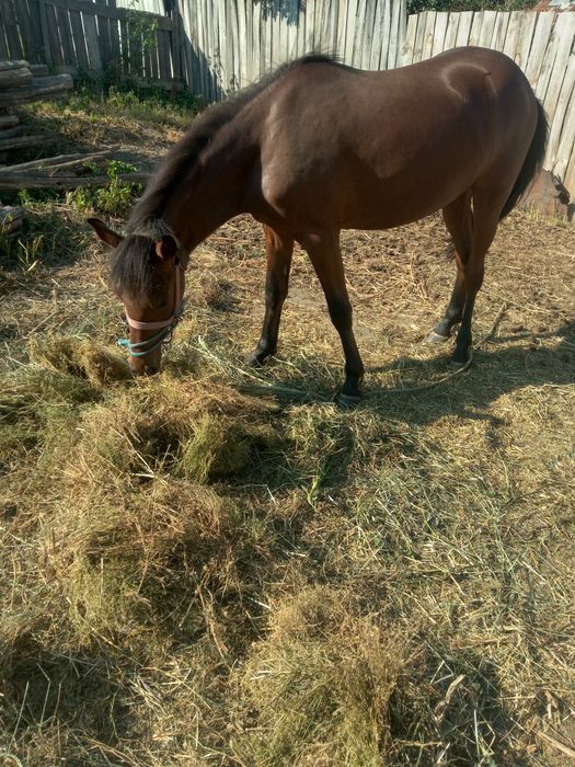 Iapa 6 ani de vanzare