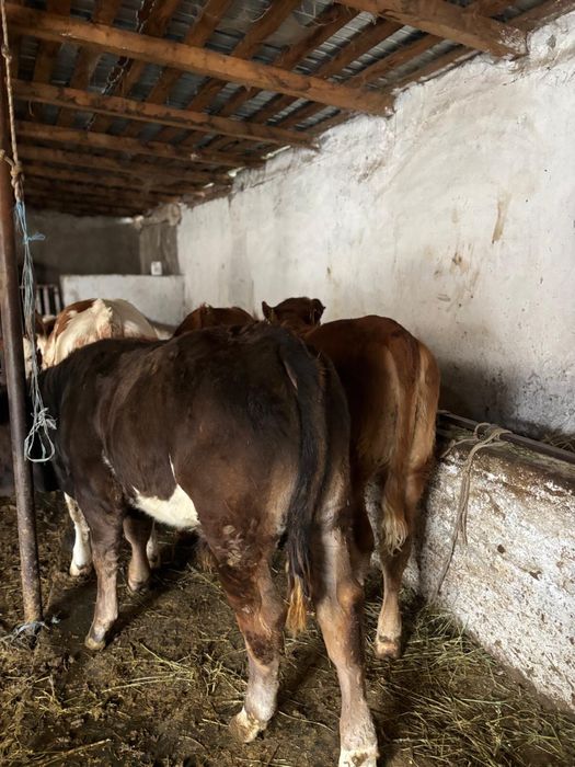 Vand viței bine intretinuti