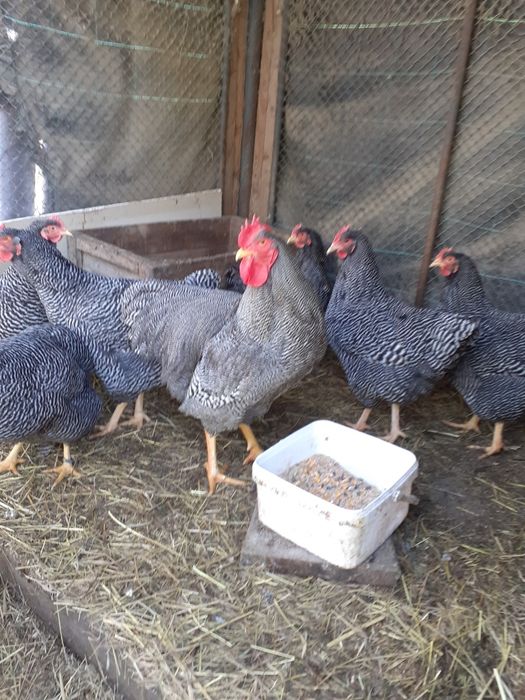 Gaini brahma herminat deschis și playmout rock barat