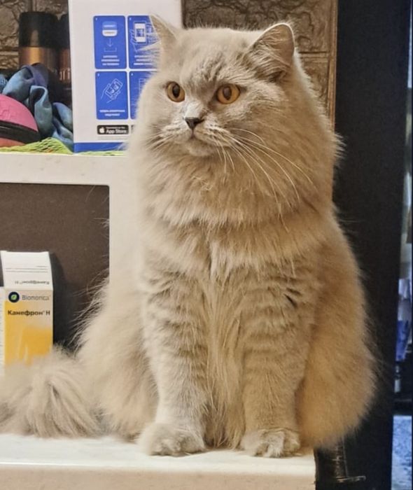 Взрослая Кошка британская с документами