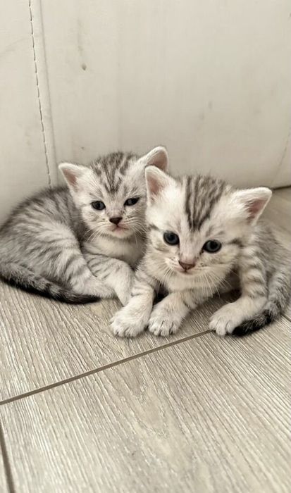 Британские котята
