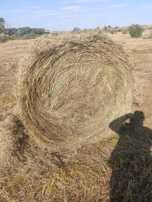 Продам сено высшего качества