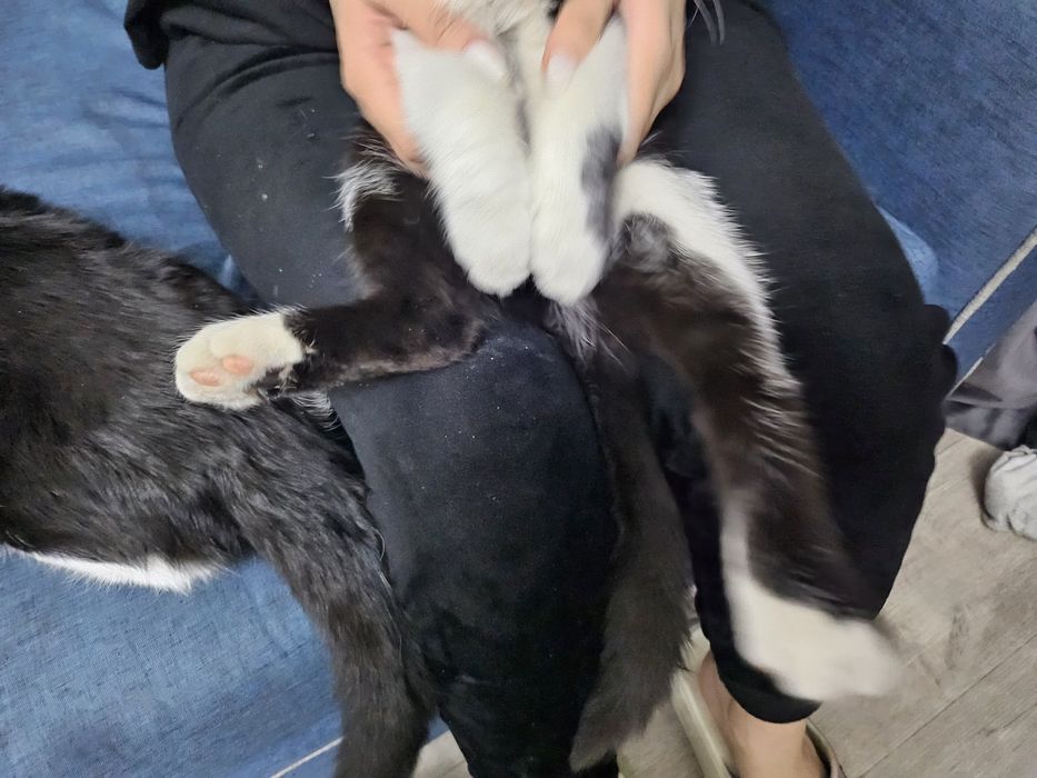 2 котёнка по 3 месяца