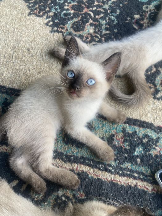 2 котят,мальчики.Даром