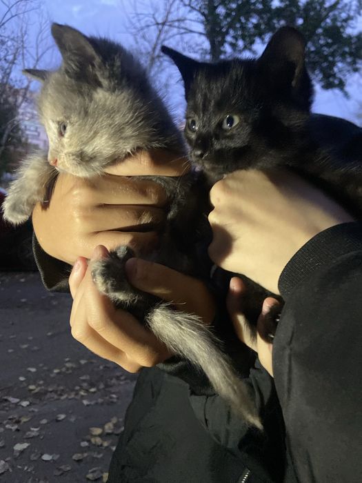 котята отдам в добрые руки