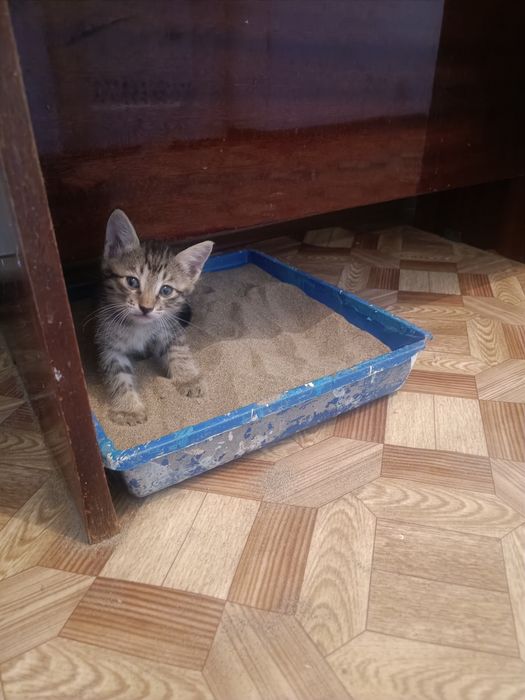 Котята 1.5 месяца