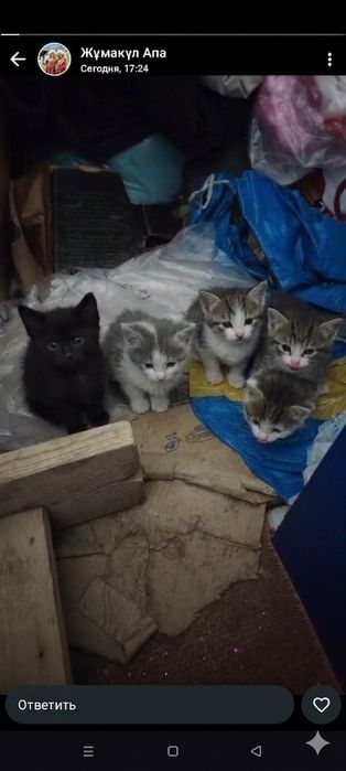 Марғаулар. Котята