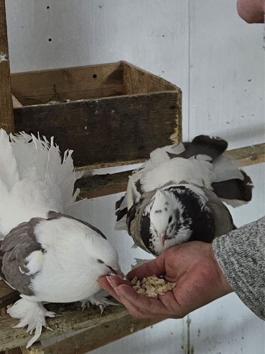 Vand porumbei rotati indieni (2024/2025)