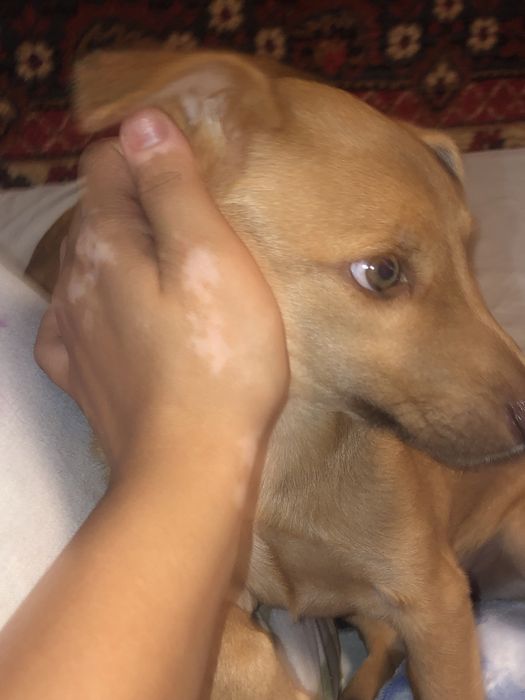 Отдам щенков в хорошие руки