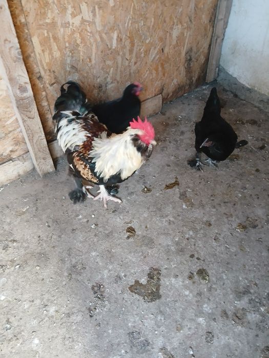 Vănd găini marans