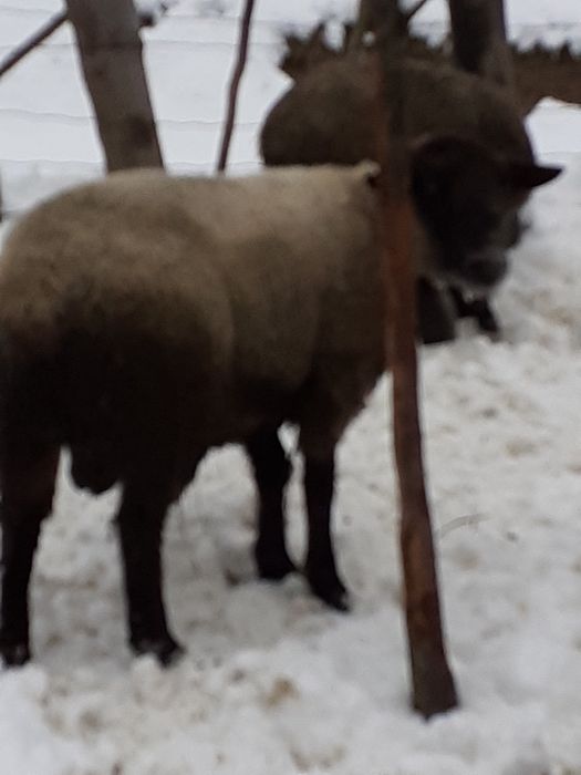 Vand oi sulfolk și miei