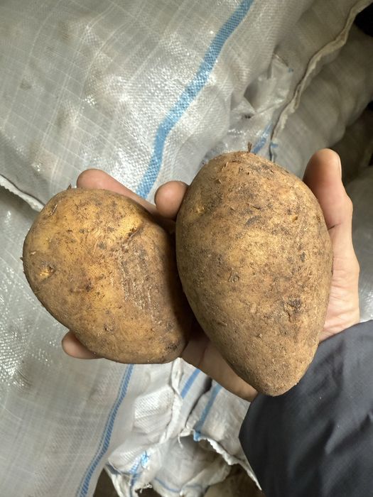 Продам Картофель от Кх
