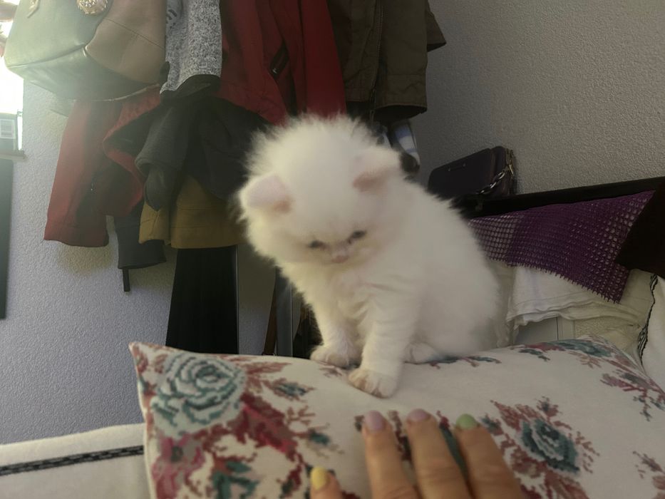 British Longhair White
