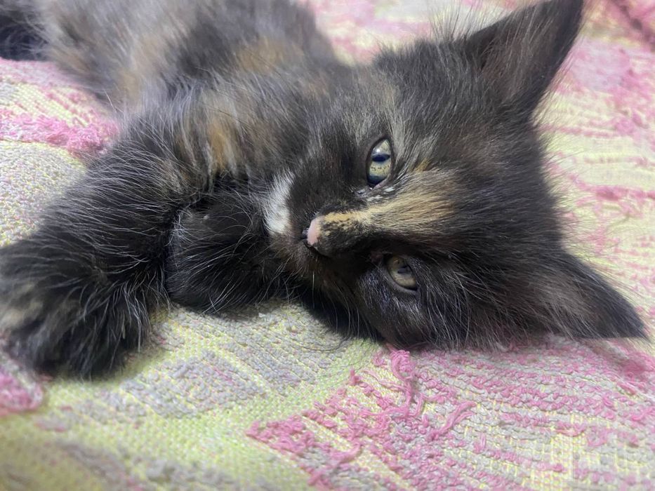 Бесплатно котята