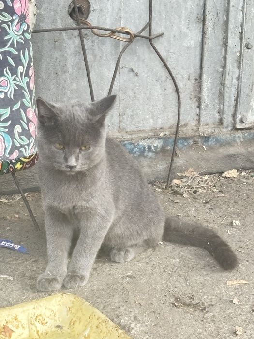 Собака, котята и кошки