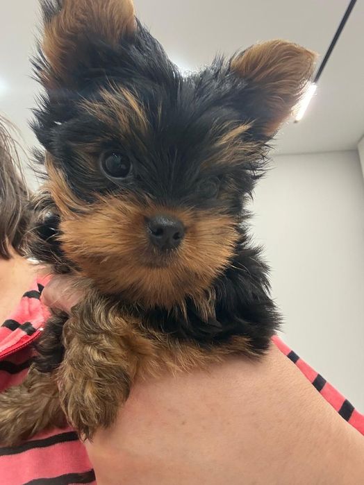 Щенок  Йоркширского терьера. Мини